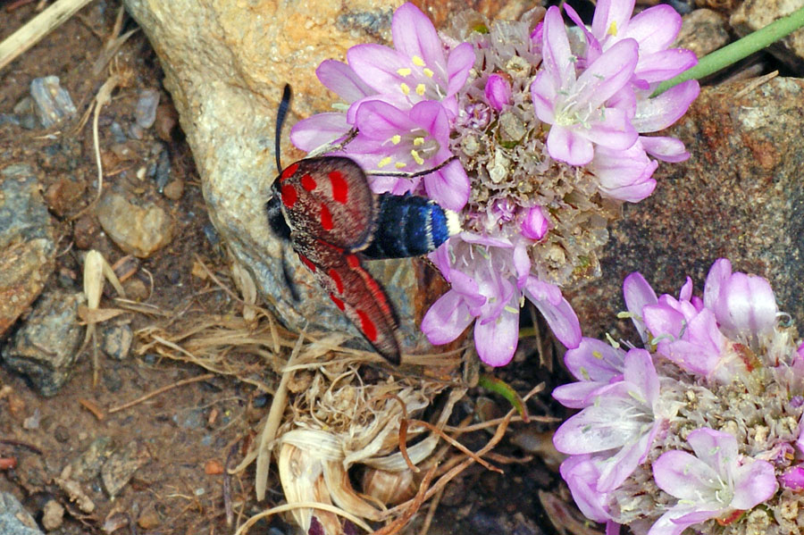 Zygaena corsica?